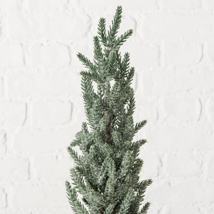 Boltze - Tanne in Jutetopf Mega 100 cm