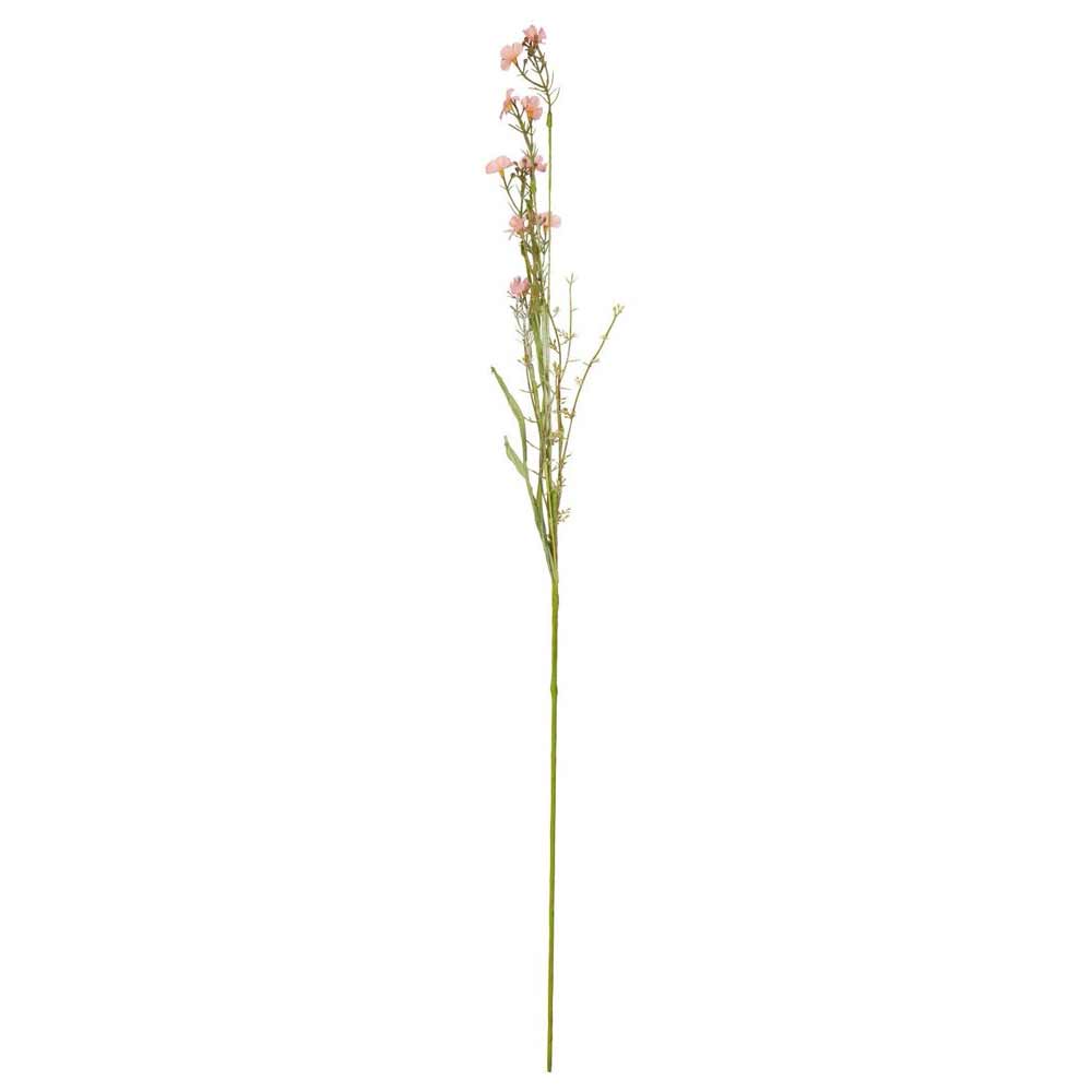 Die Ib Laursen - Blume rosa/grün hat einen einzelnen hohen grünen Stiel mit spärlichen Blättern und zarten rosa Blüten, die nahe der Spitze gruppiert sind.