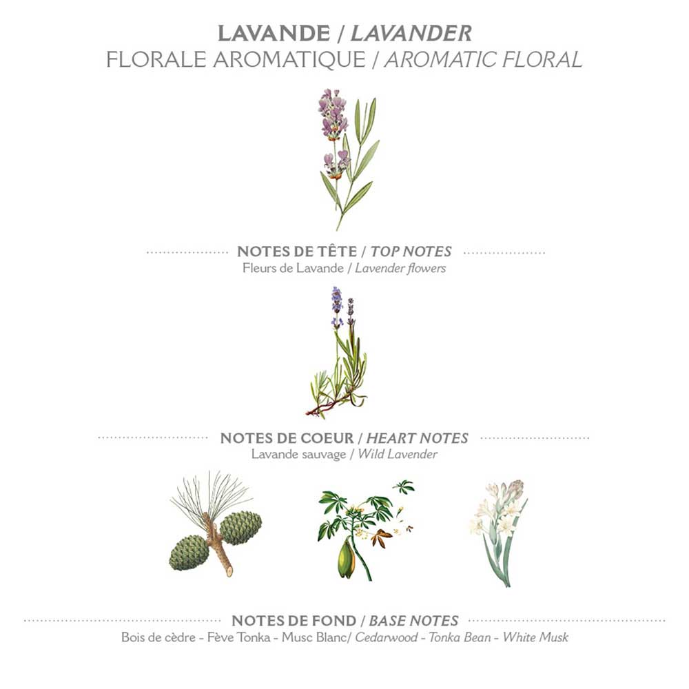 Illustration einer Duftkomposition von Panier des Sens - Marseiller Flüssige Handseife Lavendel 500 ml mit Kopfnoten von Lavendel, Herznoten von wildem Lavendel und Basisnoten von Zedernholz, Tonkabohne und weißem Moschus.