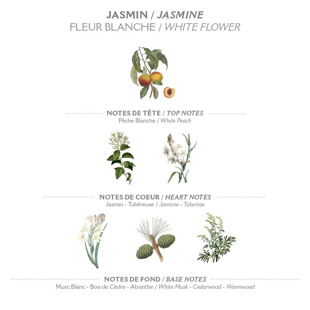 Illustration der Duftnoten mit Panier des Sens - Marseiller Flüssigseife Nachfüllbeutel Jasmin 500 ml als Kopfnote, Herznoten von Panier des Sens - Marseiller Flüssigseife Nachfüllbeutel Jasmin und Tuberose und Basisnoten aus weißem Moschus, Zedernholz und Wermut.