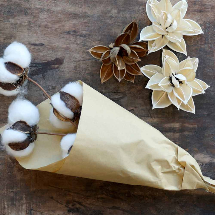 Chic Antique - Fleur getrocknete Baumwoll Blume in Papier Länge 50 cm